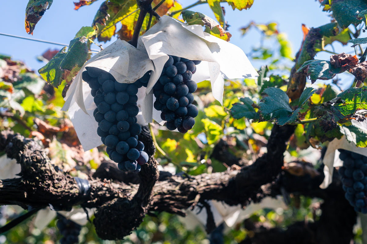 L’evoluzione dell’Uva da Tavola Giapponese: Dai Mercati di Lusso ai Vini Esclusivi
