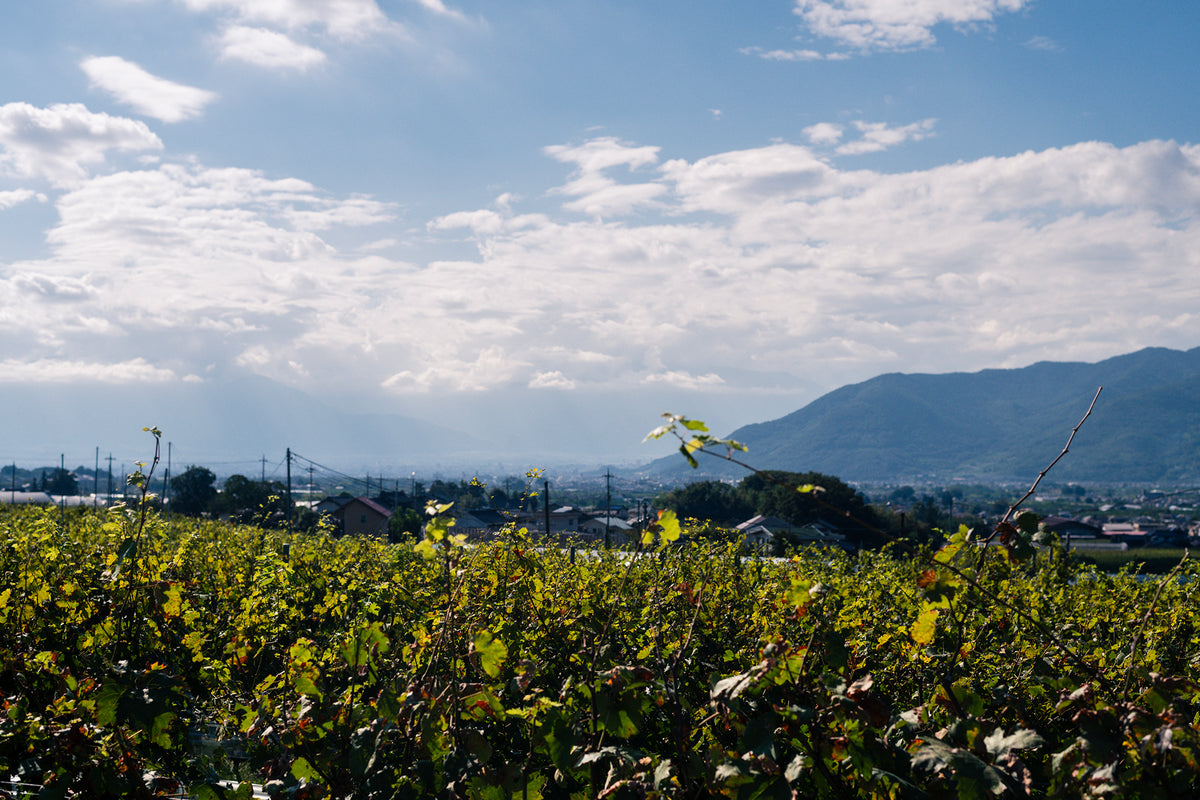Yamanashi: Come Questa Regione è Diventata Famosa per il Vino e la Frutta