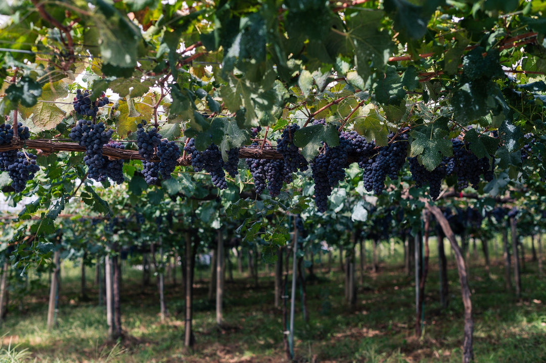 Muscat Bailey A: Tutto Quello che Devi Sapere sul Vino Ibrido Giapponese