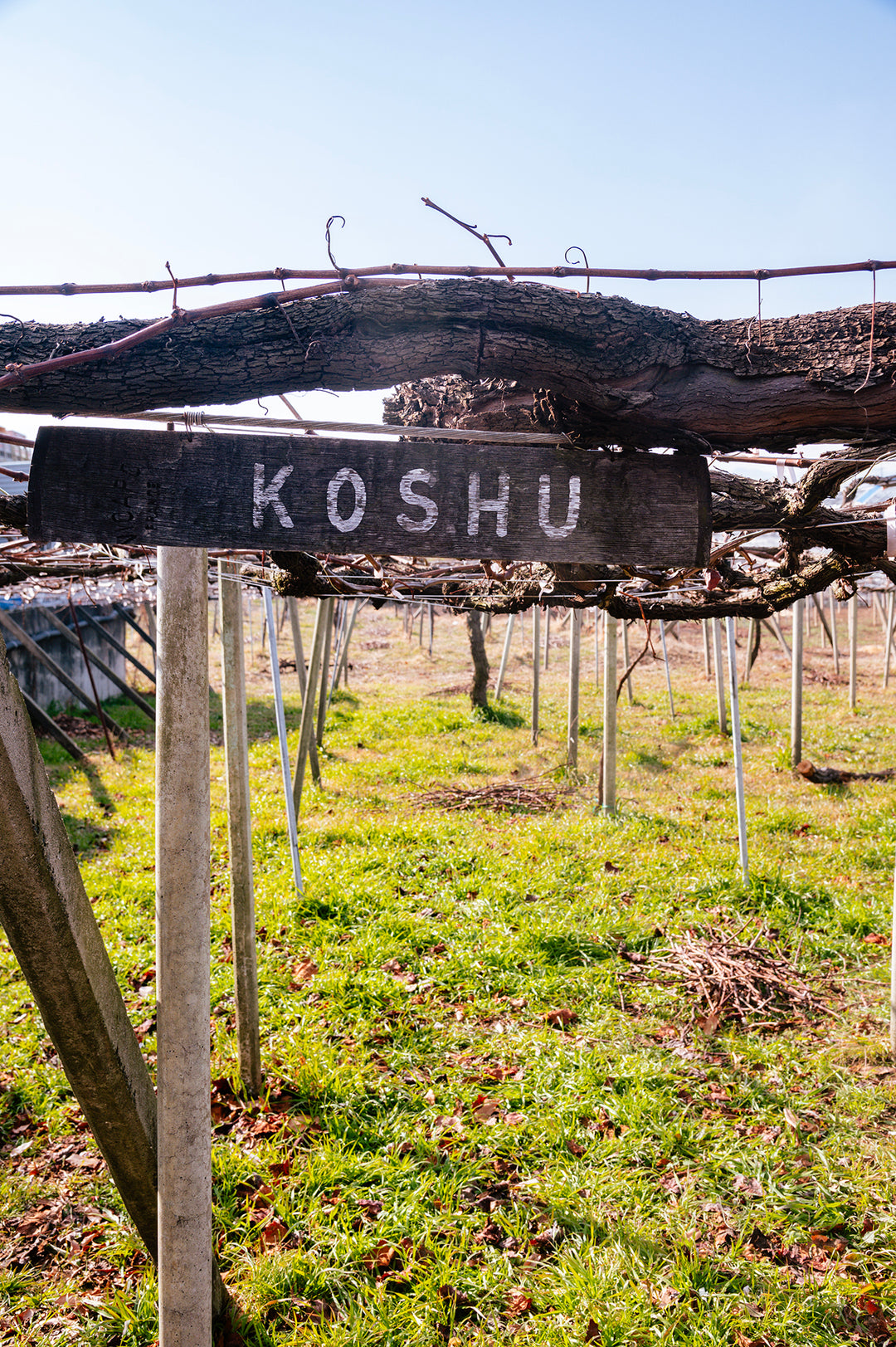 Vino Giapponese Koshu: Storia, Tradizione e Sapori Unici