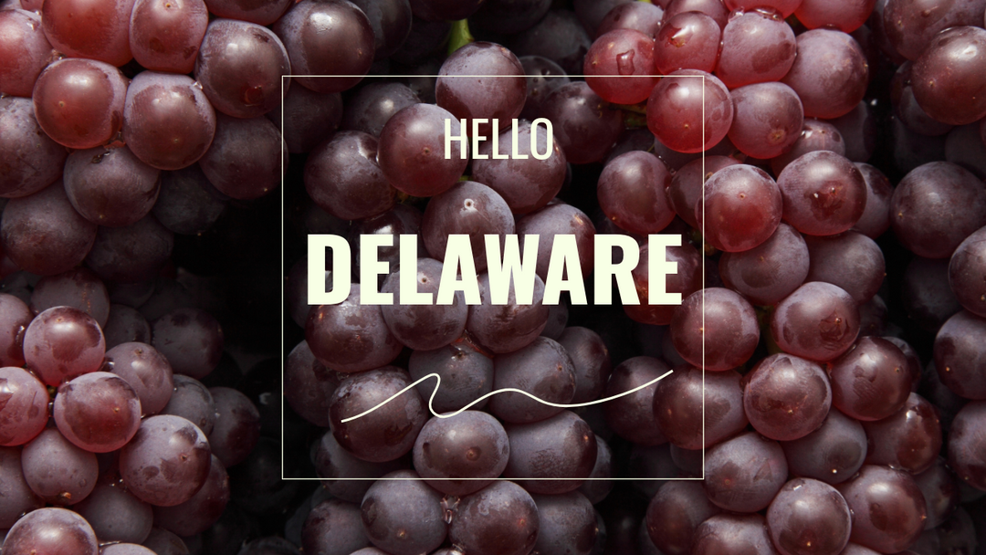 Delaware: l’uva americana che ha trovato casa in Giappone