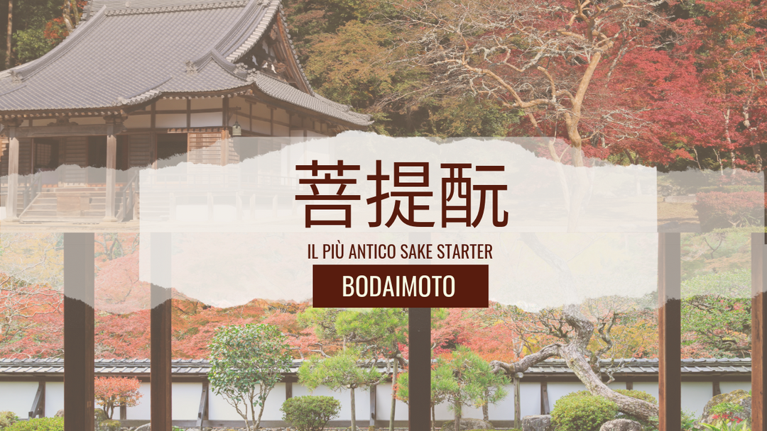 Sake Bodaimoto: un ritorno alle origini con il Suginishiki Bodaimoto
